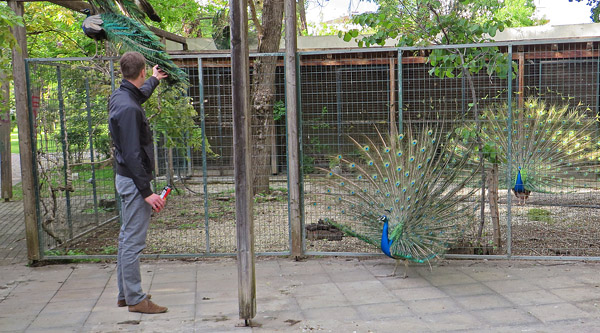 Peacocks in Karditsa