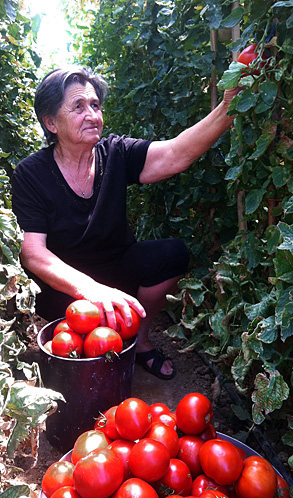 Grandma Athanasia's Tomato Vines