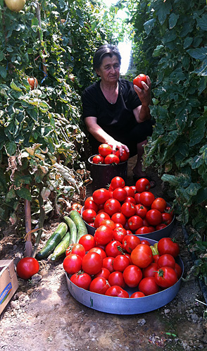 Grandma Athanasia's Tomato Vines